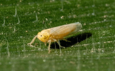 Plagas que se pueden agravar con el cambio climático. ¿Qué está pasando con la chicharrita del maíz en Colombia? y ¿Cómo estamos abordando este desafío? 